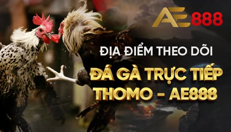 Hướng dẫn cách xem trực tiếp đá gà hôm nay tại AE888